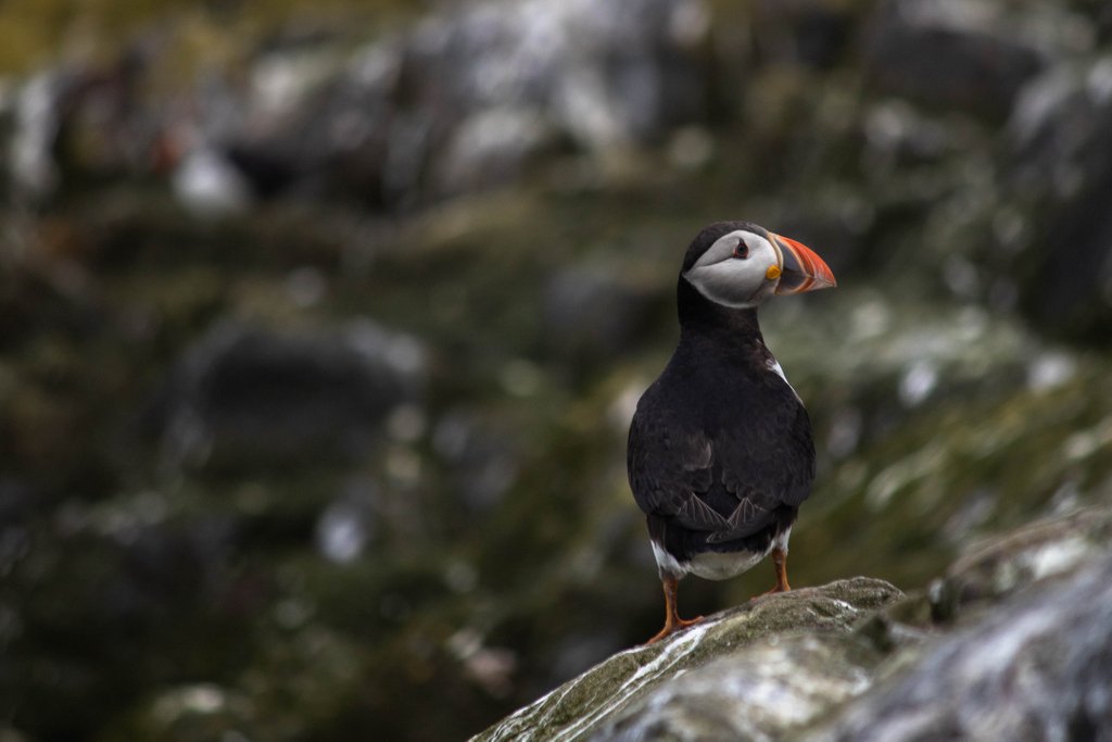 TypeTwoMedia's tweet image. I took this shot on a trip to The Farne Islands off the Northumbrian coast back in June. I'd never really thought of myself as much of a wildlife photographer. I have to say I really loved chasing these little guys around.

#Farneislands #Puffin #Wildlife #Northumbria