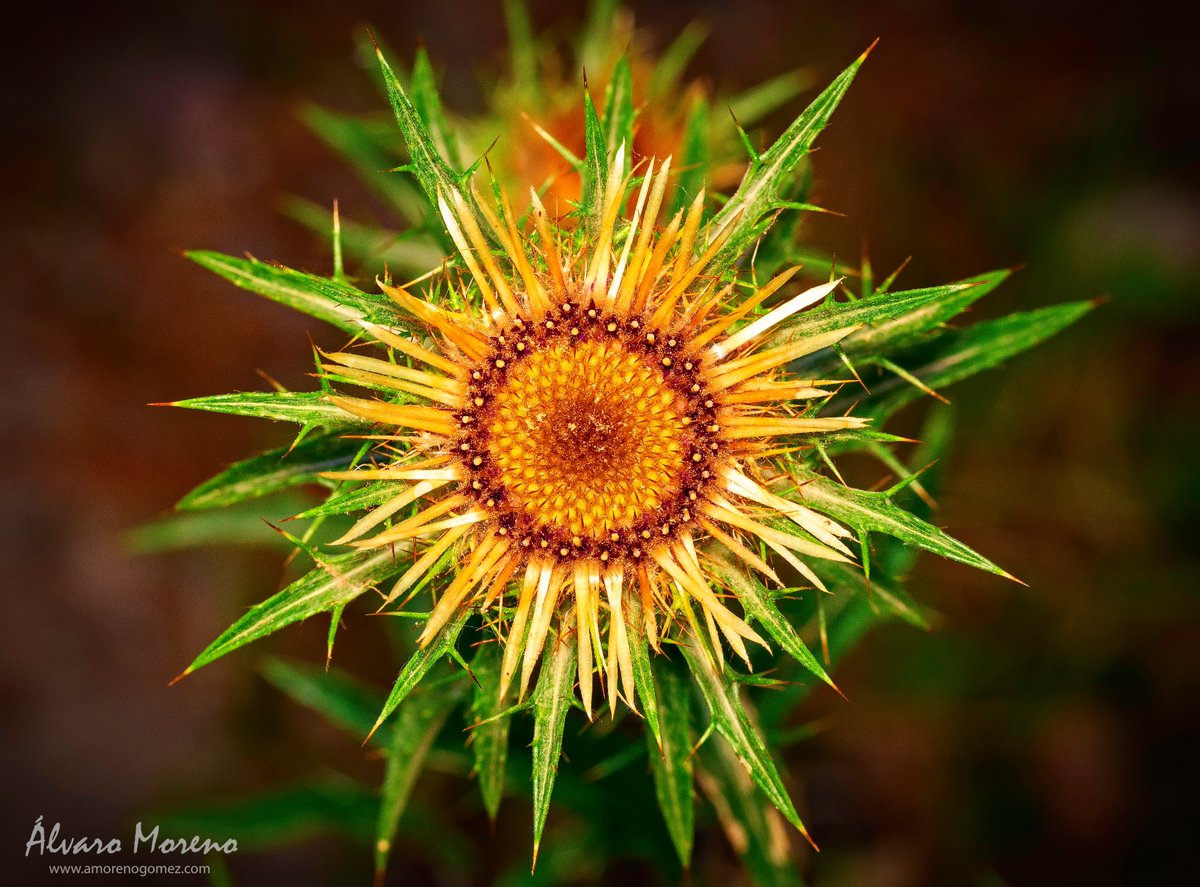 amorenogomez's tweet photo. Sol floral.
Olympus OM-D E-M-10 Mark II + M.Zuiko Digital ED 60 mm 2.8
ISO 400 - 60 mm. - f8 - 1/60sg
@esolympus
#esolympus https://t.co/VcJDGJoHp3
