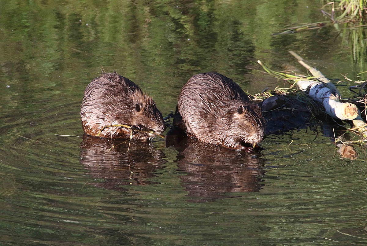 UtahDWR's tweet photo. We've been trapping and relocating #beavers in southern Utah. (For the record: carrying a sedated beaver is a bit like holding a 30-pound sack of marbles!) This is why we do it: https://t.co/3myh5pQ28i #wildlife https://t.co/8cxfGyTim0