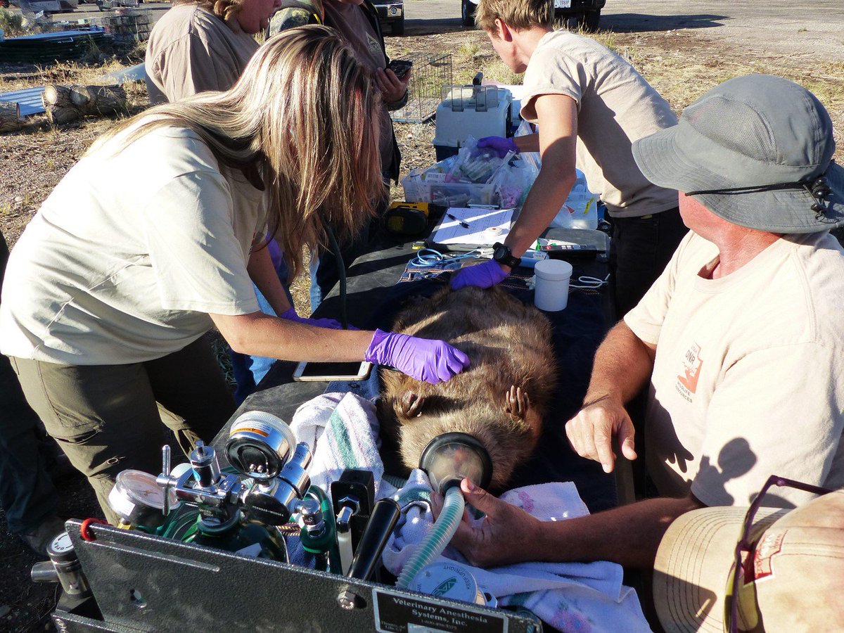 UtahDWR's tweet photo. We've been trapping and relocating #beavers in southern Utah. (For the record: carrying a sedated beaver is a bit like holding a 30-pound sack of marbles!) This is why we do it: https://t.co/3myh5pQ28i #wildlife https://t.co/8cxfGyTim0