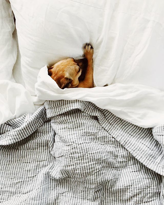 casslavalle's tweet photo. me, simultaneously high-fiving myself for getting through this week, while passing out from exhaustion... 😴😴😴 #graciegram🐕
.
.
#schoolhouseelectric #mywestelm #muttsdaily #adoptdontshop #dspetstyle #dogsofwestelm #darlingweekend #theeverygirlathome #… https://t.co/VXiNJbrmD2 https://t.co/wcuq8Y9juy