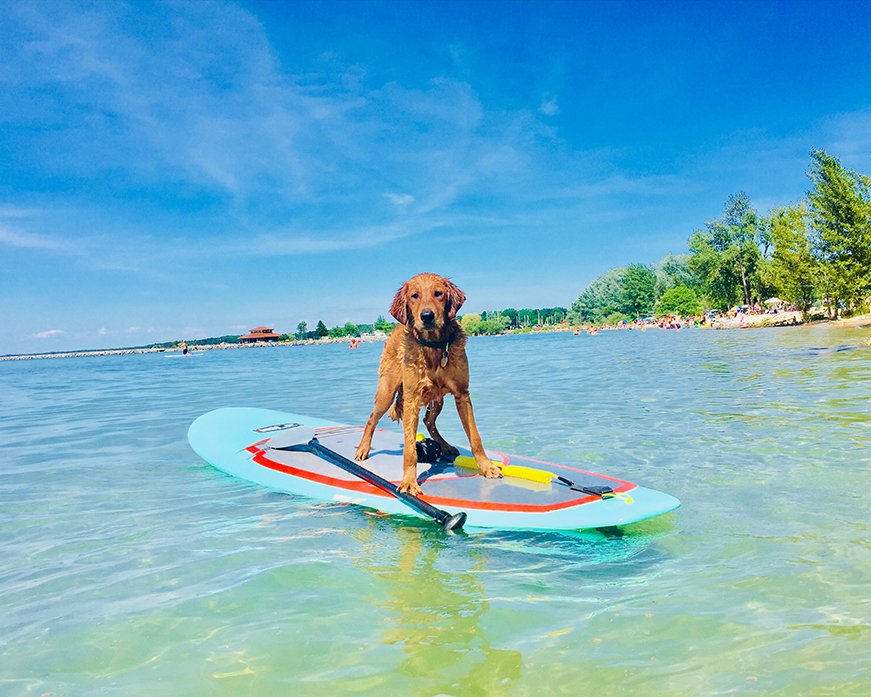 isleboards's tweet image. Showing the humans how it's done… @kisulli
#ISLEsup #SUPpups #paddleboardingdogs