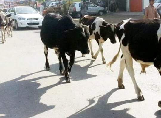 Inka jimmewaar kon hai jo har roj kisi na kisi ki jaan le rahi hai .