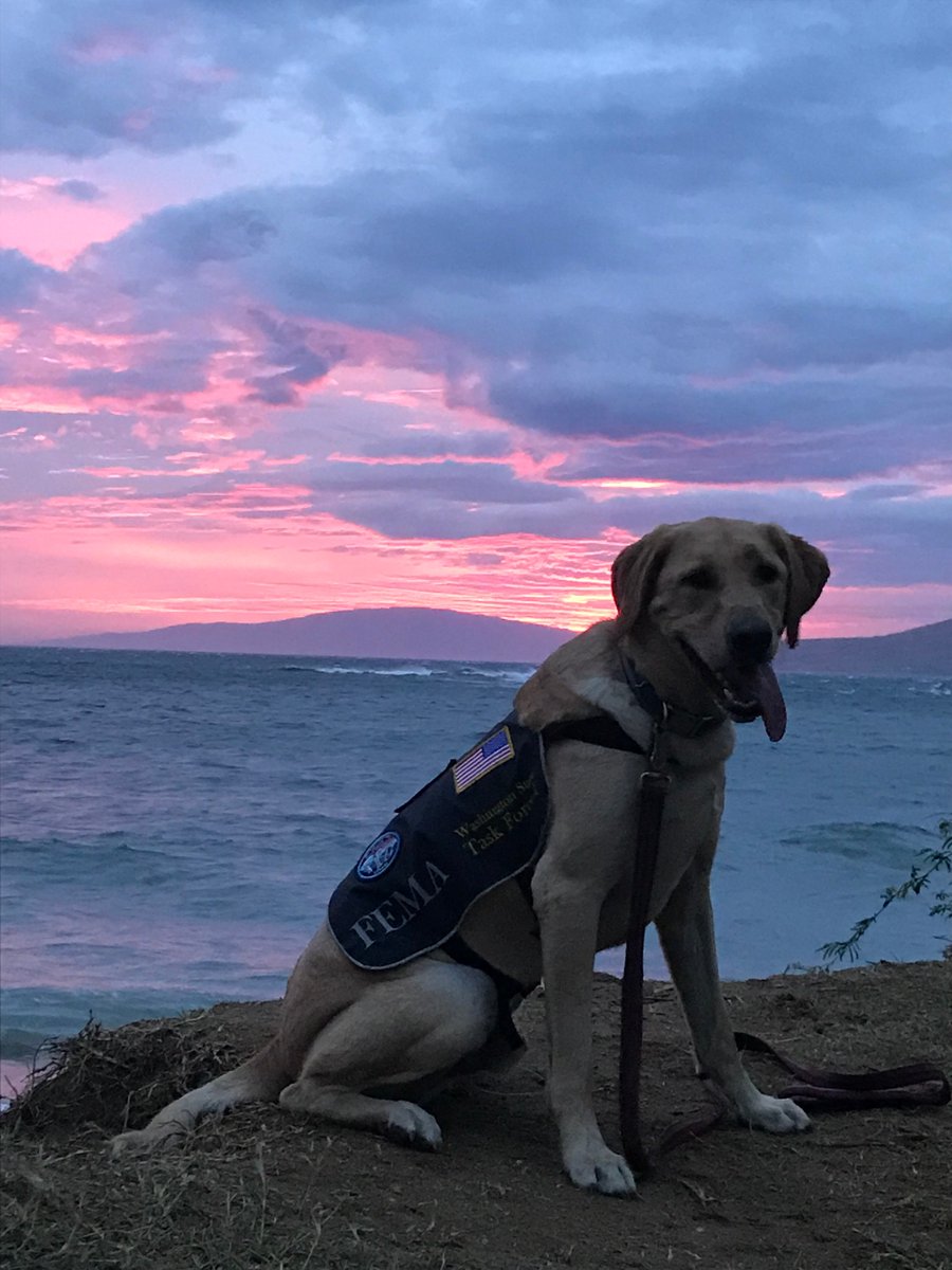 Yesterday, WA-TF1 learned hazard &amp; flood plain areas, coordinated w/ National Guard Maui Armory, and met local fire officials to ensure radio communications would be intact when/if needed. Canines trained to acclimate to the climate &amp; local smells!  #HurricaneLane @pierceco