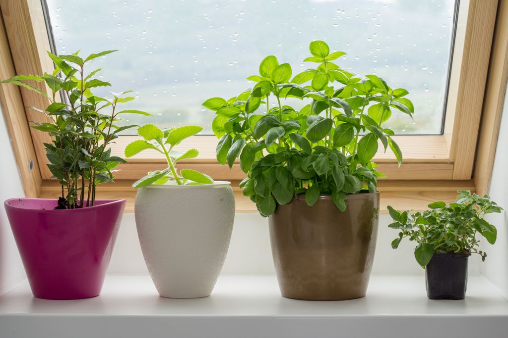 What #herbs do you grow indoors? We always have a pot of #basil and #chives on the windowsill.