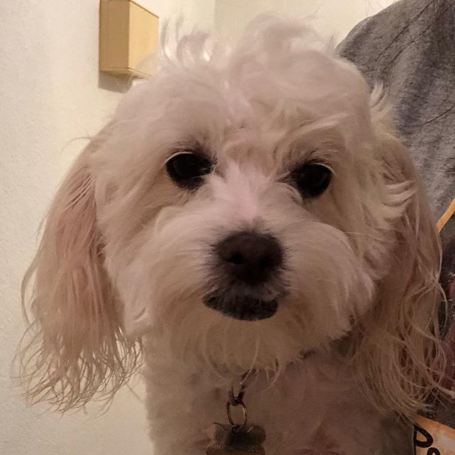 BellaAndCoffee's tweet photo. My Fri-YAY Face: what do you mean it's not quitting time yet?
.
#friday #friyay #friyayface #weekendstartsnow #sactowndogs #sactowndoodles #woofpackbros  #916 #BYBF  #doodle #maltipoo #poodle #maltese #dogsofinstagram #doodletales #buzzfeedanimals #dog #… https://t.co/0tbwhAz2qm https://t.co/MF3FCHtooR