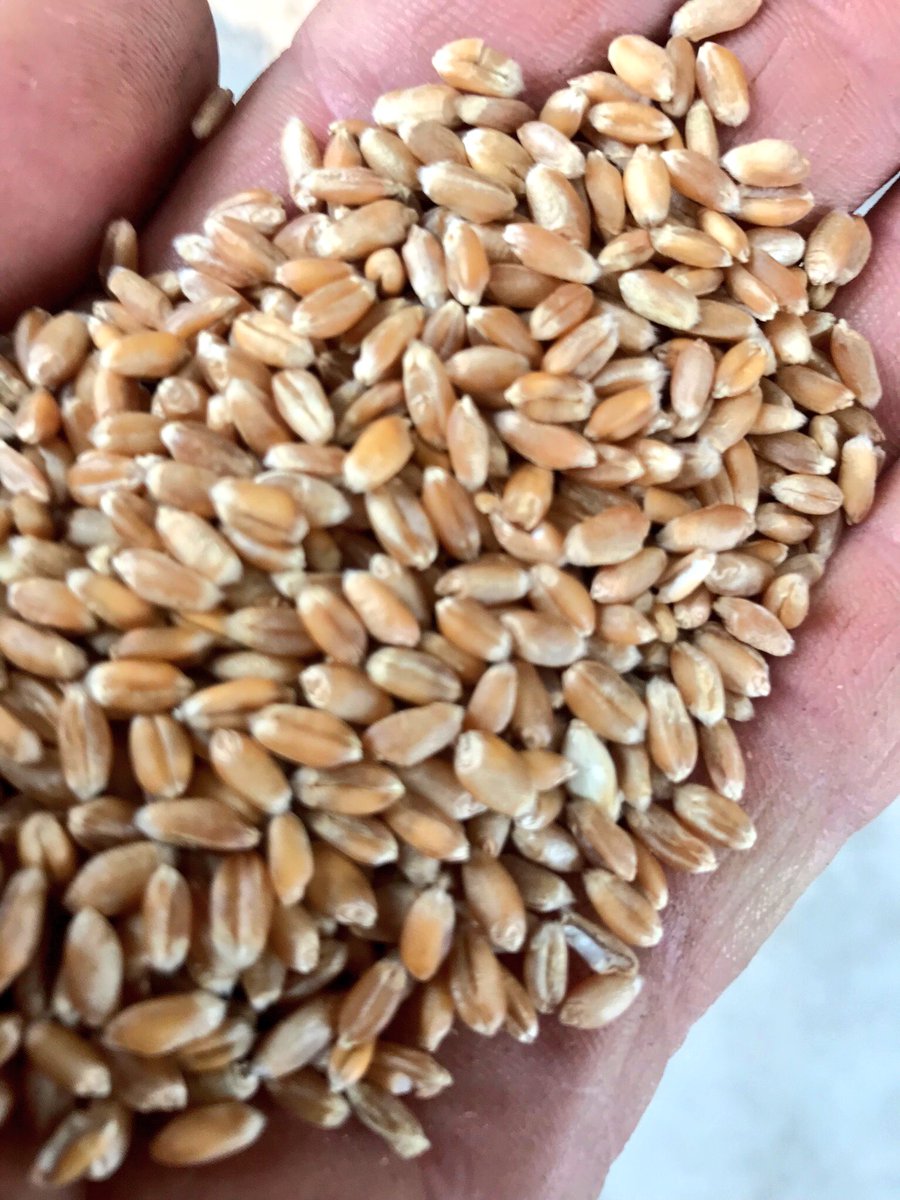 The Hen Gymro S70 in our wheat trials may not have topped the yield table but it’s given the best looking grain of the year! #NOCC18