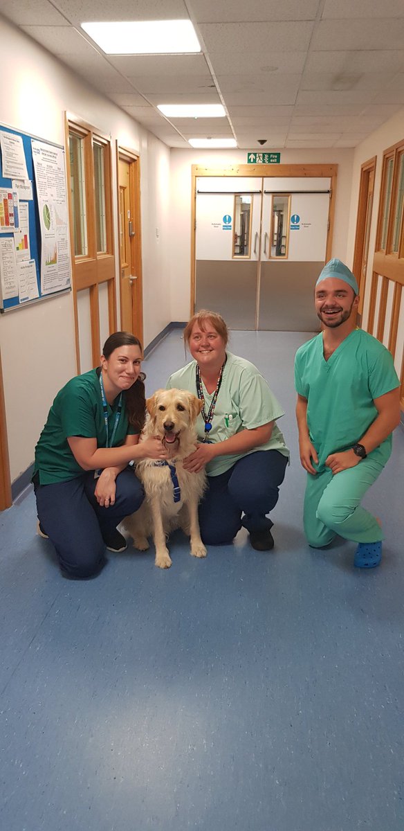 Hovistherapydog's tweet photo. Great day today in ICU, here's today's crew helping me on rounds. Did some great follow ups with patients who have been discharged from ICU to other wards. One patient has promised to do lots of rehab so he can take me for a walk next week for a cup of tea...and biscuits! https://t.co/yBjyJLiIXd