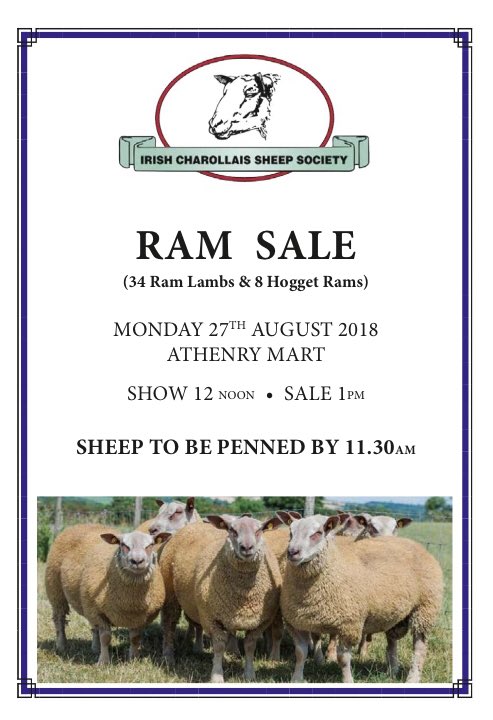 Irish Charollais Sheep Society tweet media
