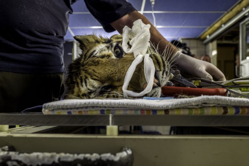 YahooNews's tweet photo. In 2017, near Aleppo, Syria, 13 animals were left alive of the hundreds who had once lived in the Magic World Zoo. With war raging all through the city, the rest had succumbed to starvation and lack of care https://t.co/lnDsmr6tuA by @OmarHavana https://t.co/VN3xIJ05vU