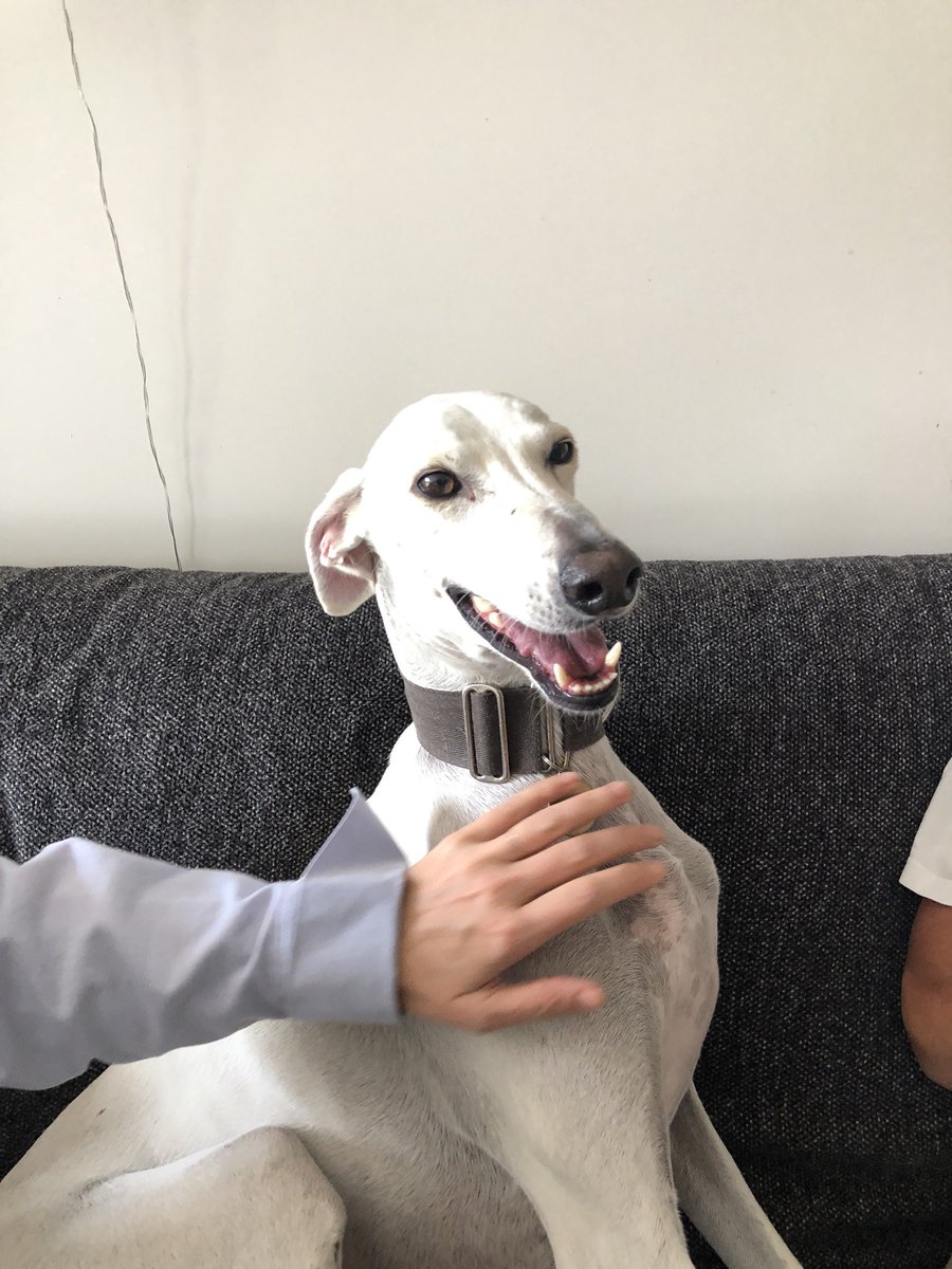 HamiltonChivers's tweet image. Had my teeth done today and now I can’t stop smiling 🐕😬🐕😬🐕