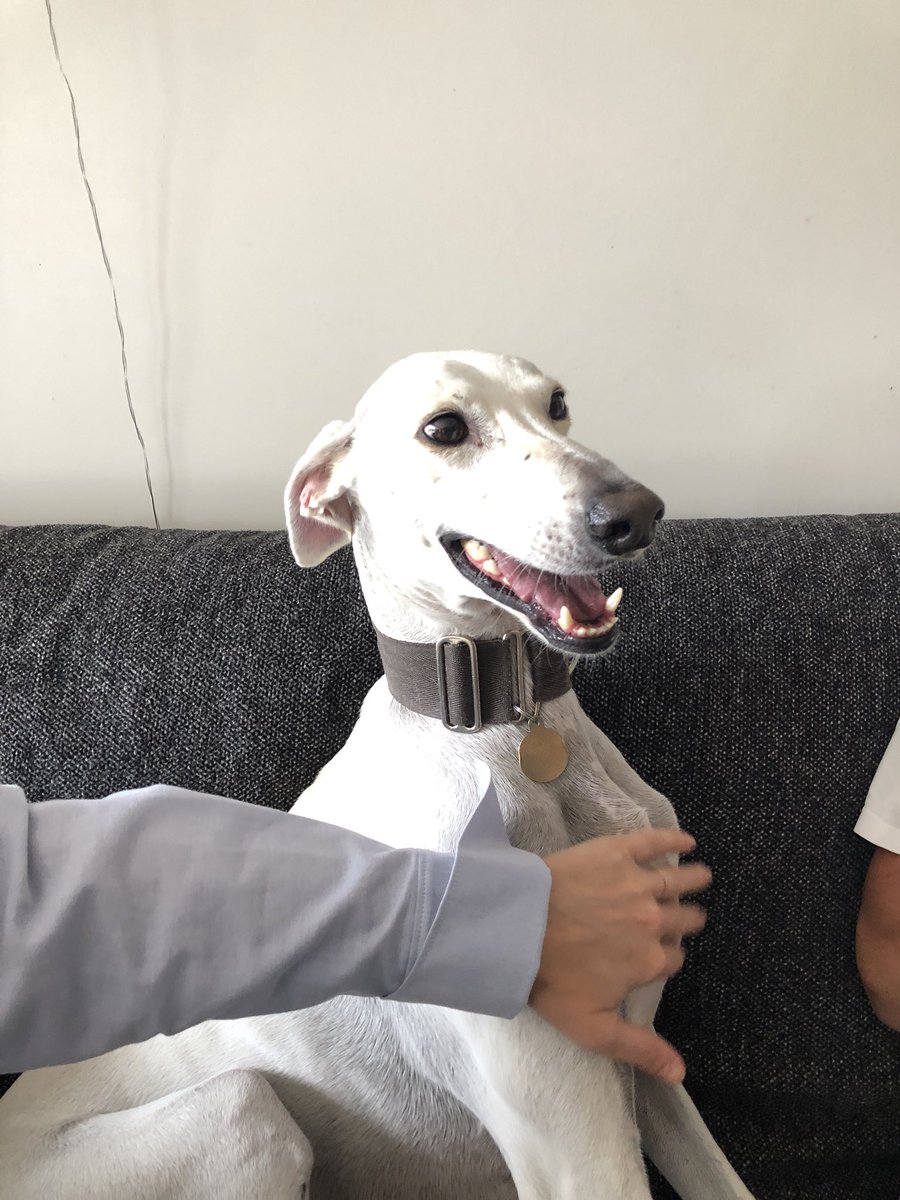 HamiltonChivers's tweet image. Had my teeth done today and now I can’t stop smiling 🐕😬🐕😬🐕