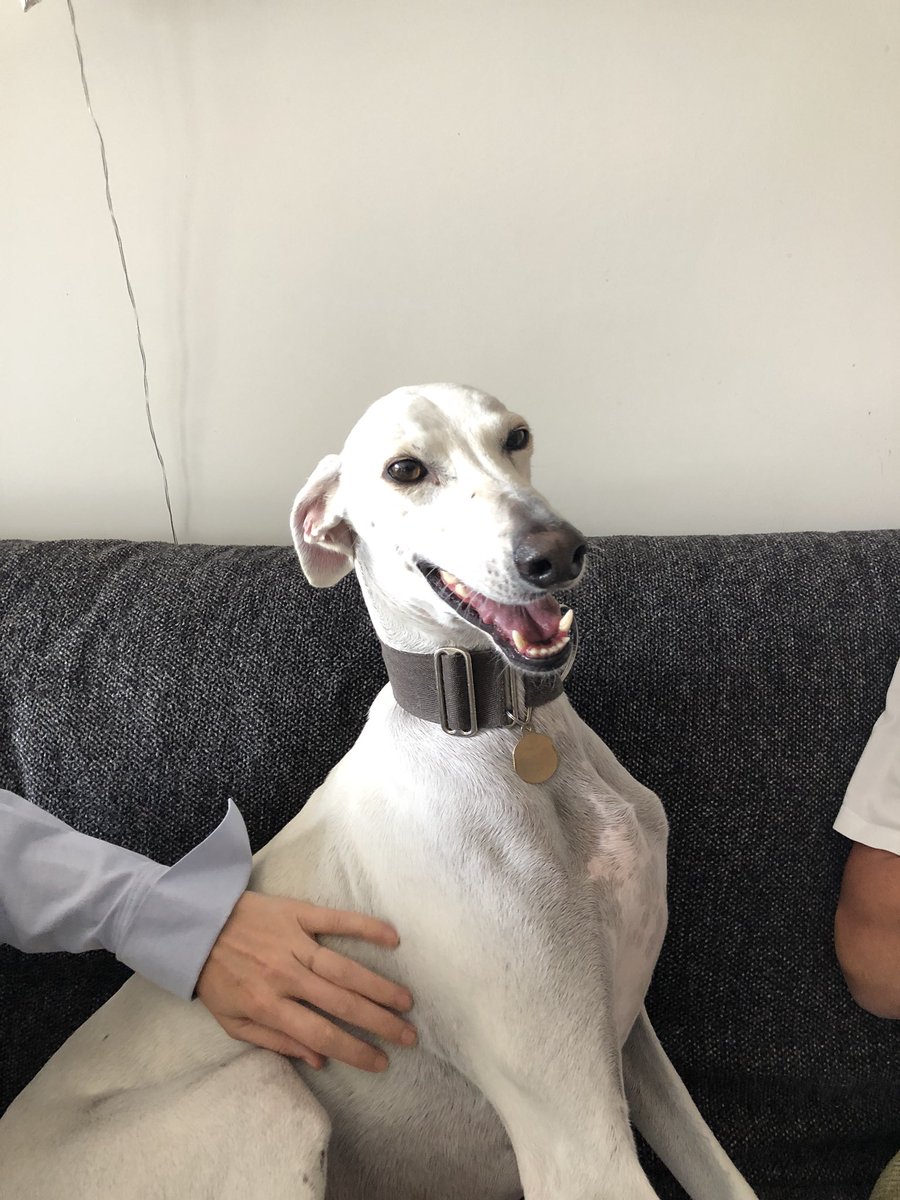 HamiltonChivers's tweet image. Had my teeth done today and now I can’t stop smiling 🐕😬🐕😬🐕