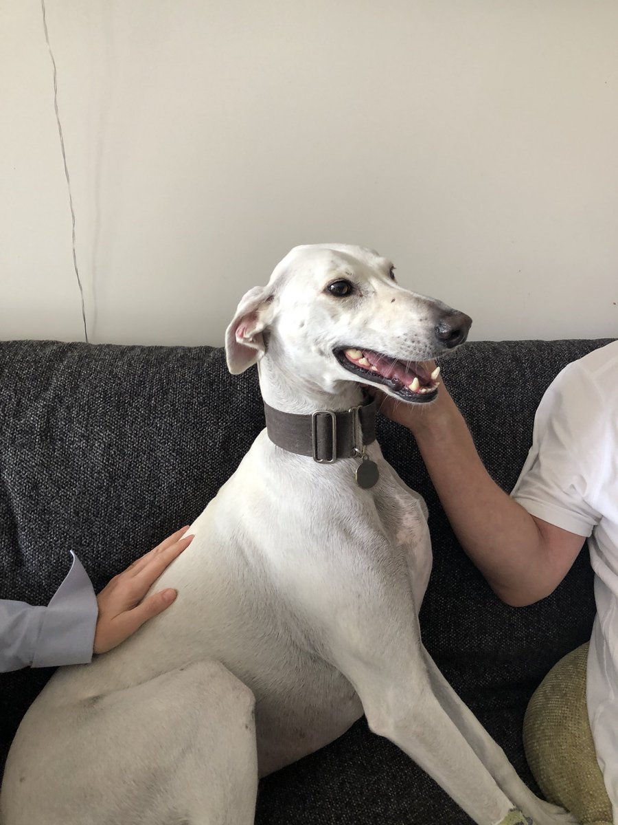 HamiltonChivers's tweet image. Had my teeth done today and now I can’t stop smiling 🐕😬🐕😬🐕