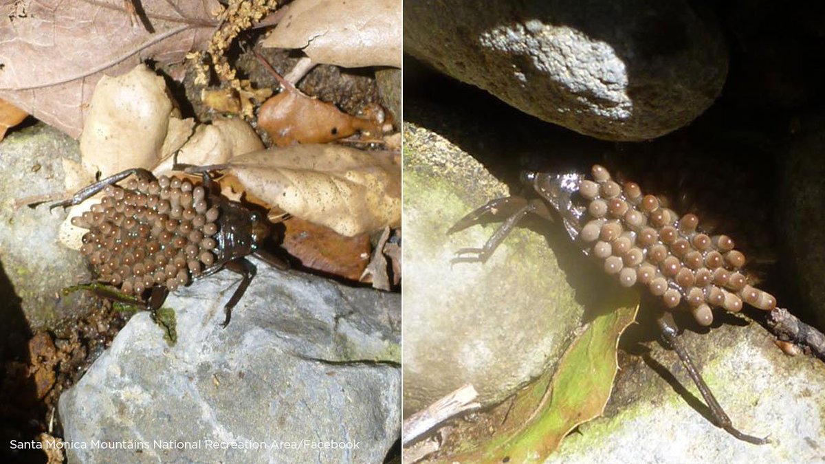 ABC7's tweet image. BEWARE: 'Aggressive' toe-biting insects found in Santa Monica Mountains abc7.la/2BDvKXM