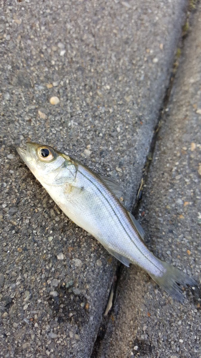 Robert11363560's tweet photo. @babystriedbass @LSP_NJ https://t.co/1nZsvTJxzJ