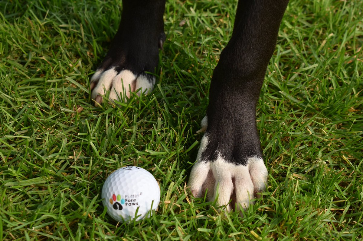 puttinforepaws's tweet photo. To our #golfers, #sponsors, and #volunteers- THANK YOU! Yesterday’s tournament was a huge success, and it’s all because of the support from all of YOU! Your generosity means that @EdmontonHumane will be able to continue supporting animals in need across our city! #yeggolf #PFPGT https://t.co/a6ylUsBCzf