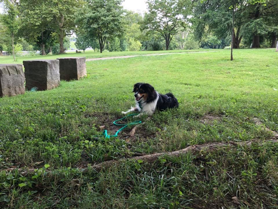 DogWizardLvKy's tweet photo. Someone’s enjoying some park time! He’s working hard and it’s showing! Great job Salem! 
#miniaussie #dogtraining #louisvilledogwizard

https://t.co/AqiJrH8Xuu https://t.co/WgWs8sYLfG