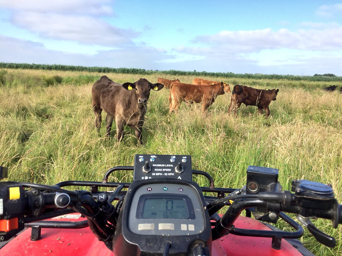WWTWelney's tweet photo. The Reserve Volunteers have been building bridges across the ditches so the cows can be checked by the team on bikes. 🐄 🏍 #volunteerpower #volunteering #countingcows #buildingbridges https://t.co/gWVCqzF2Be
