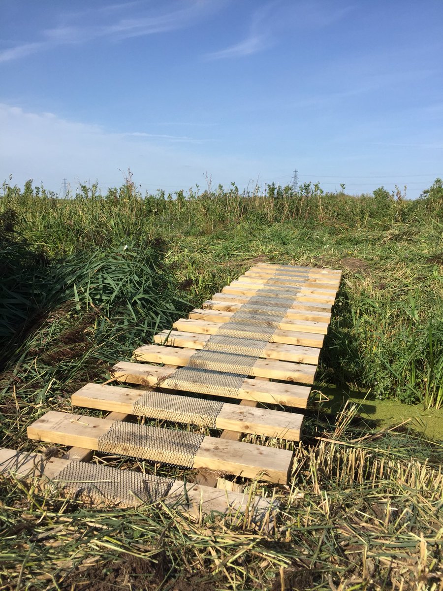 WWTWelney's tweet photo. The Reserve Volunteers have been building bridges across the ditches so the cows can be checked by the team on bikes. 🐄 🏍 #volunteerpower #volunteering #countingcows #buildingbridges https://t.co/gWVCqzF2Be