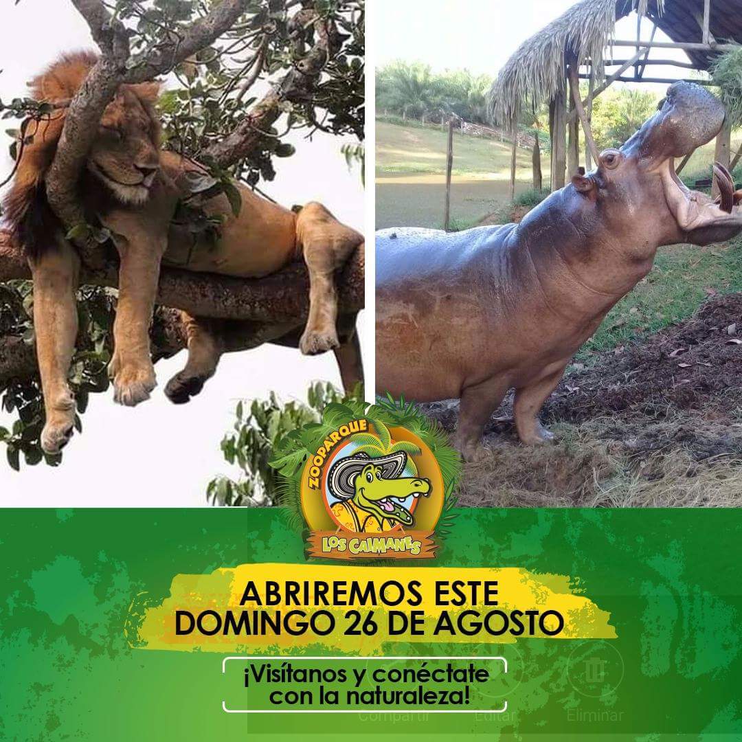 ZooLosCaimanes's tweet photo. ‼Ven a visitarnos en familia‼... ABRIREMOS ESTE DOMINGO, 26 de Agosto. Disfruta de la belleza de nuestro parque, shows de animales, recorrido en tren, pesca, kayak, entre muchas sorpresas más. https://t.co/Mru1lSy96I #ZooparqueLosCaimanes https://t.co/qalQ0d0WhO