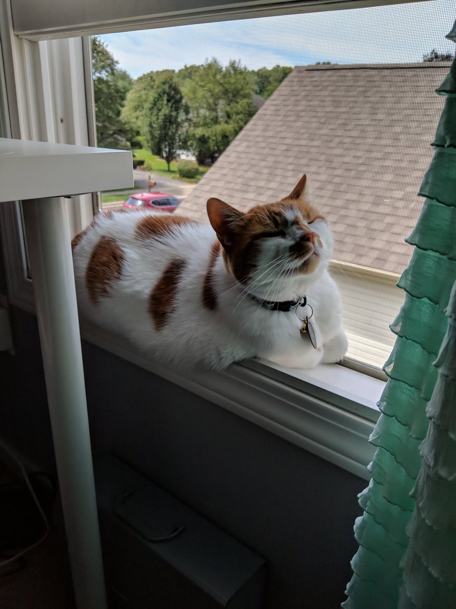 jeffconrad17's tweet photo. #cancerkitty https://t.co/j7Z1W2lYly