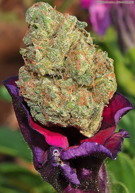 👍🖤Sour Desiel🖤👌 #TheTruthonCannabis #TToC #cannabis #marijuana #weed #bud #hemp #thc #cbd  #flower #sativa #Indica #hybrid #CannabisCommunity #CannabisCulture #weedporn #weedstagram #StonerFam #STONER #growyourown #sourdiesel #medicalmarijuana #MedicalCannabis