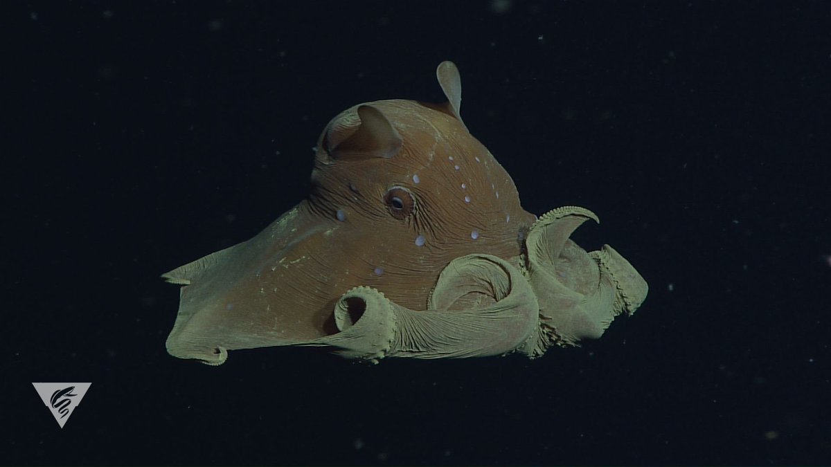 flapjack octopus flapjack octopus