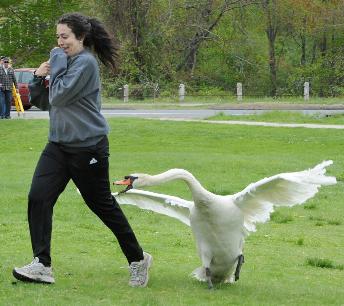 Лебедь атакует. Человек гусь. Swan attack. Лебедь атакует. Лебеди нападают.