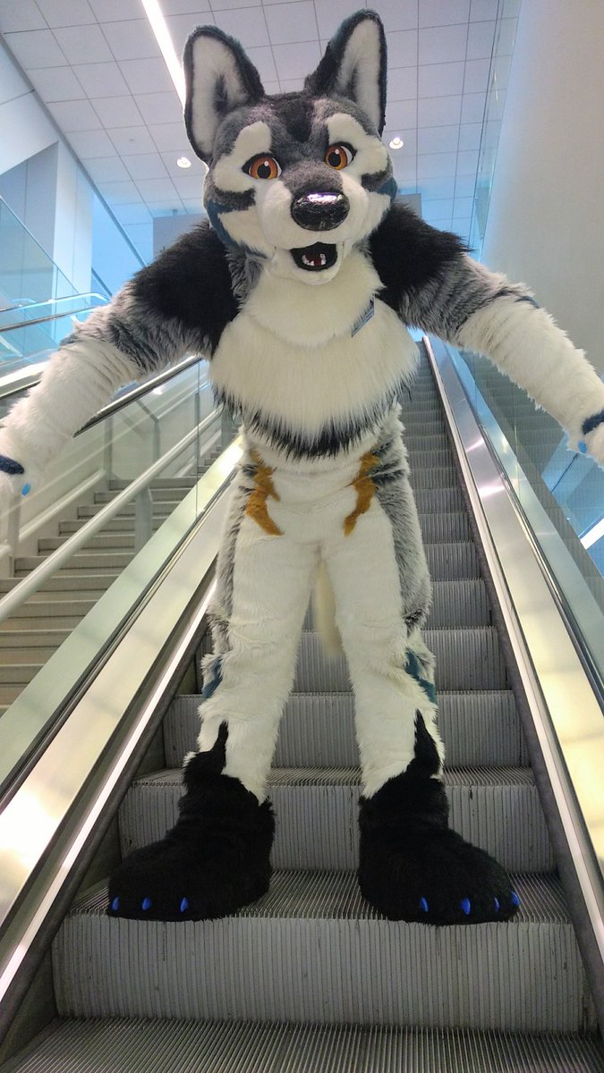 Wait, where are you going?! D: 

#AC2019 #Fursuifriday