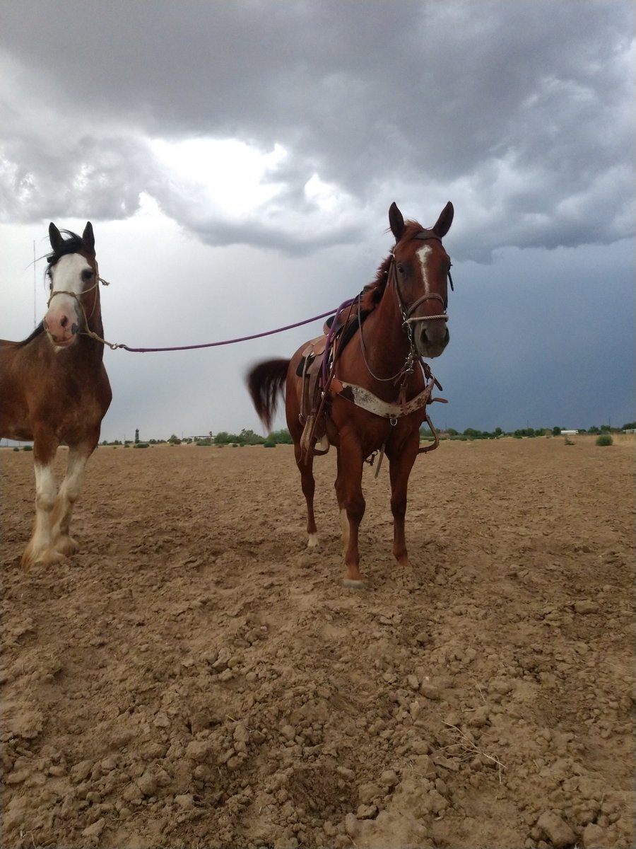 Paul_Carrales's tweet photo. Hey guys I have this beautiful 5 yr old mare up for sale. Broke with no buck does everything you want from team roping both ends, calf roping, barrels and poles. Pm for details! https://t.co/AALTPubth6