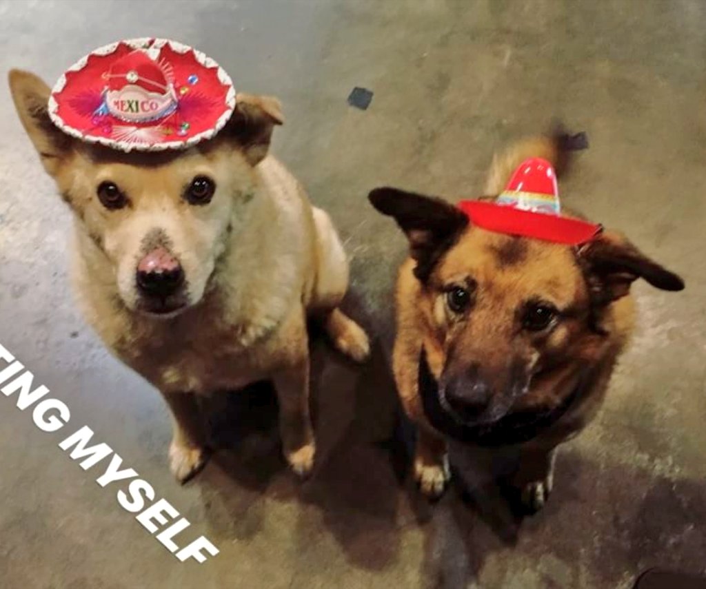 BensonWillems's tweet photo. It's officially #FiestaFriday 🎉
📸 @Vickypham52 #Bensam https://t.co/G8riBWjrvZ