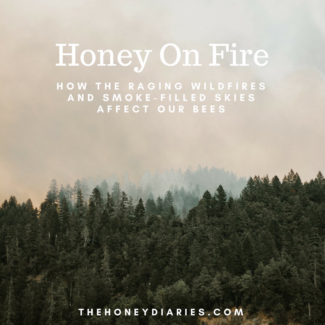 While all around the world wildfires are growing and spreading, I decided to look into just how much it affects our bees, domestic and wild 🐝🔥☁️