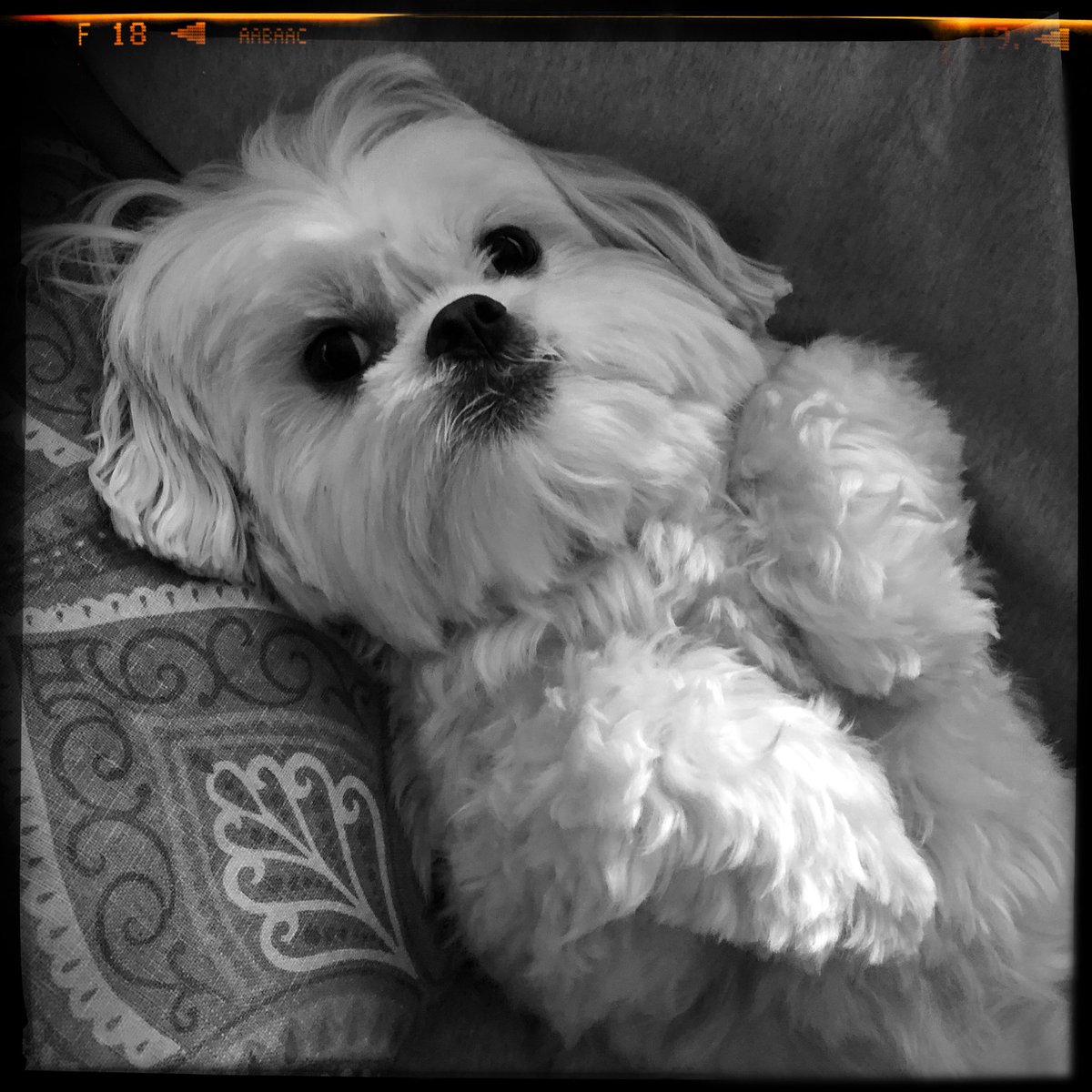 FireSafeLLC's tweet image. Happy Birthday to our furry friend Bryce! facebook.com/14056064797454…