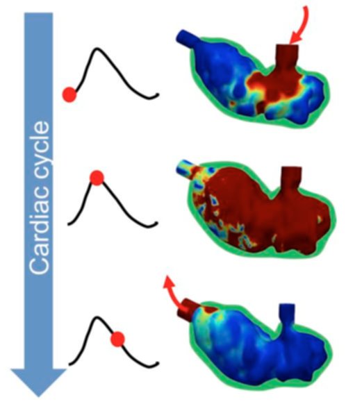 download the splanchnic circulation: no longer