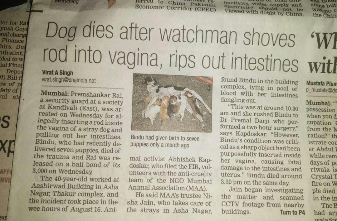 This is a post on the Horrific and Henious, Asha Nagar case, Kandivali East.
This case has now also reached to a few newspapers which show the brutal act done by a human being on an innocent mother.
#AnimalRescue #AnimalRights #mother #pups #maa #ngo #donate #donateforanimals