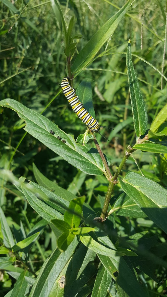 CTC_Honeybees's tweet image. These little guys are all over the milkweed, just in time for #FCPSBACKTOSCHOOL. #FeedABee...or a caterpillar and plant some pollinator friendly plants.