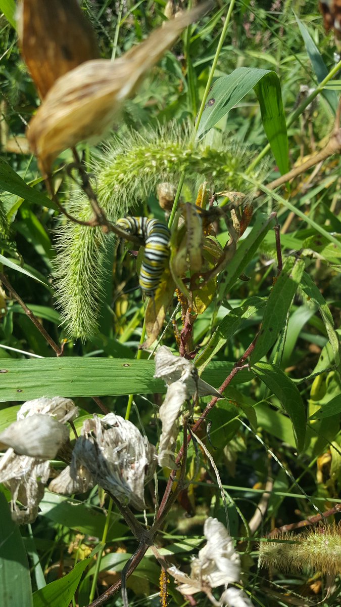These little guys are all over the milkweed, just in time for #FCPSBACKTOSCHOOL. #FeedABee...or a caterpillar and plant some pollinator friendly plants.