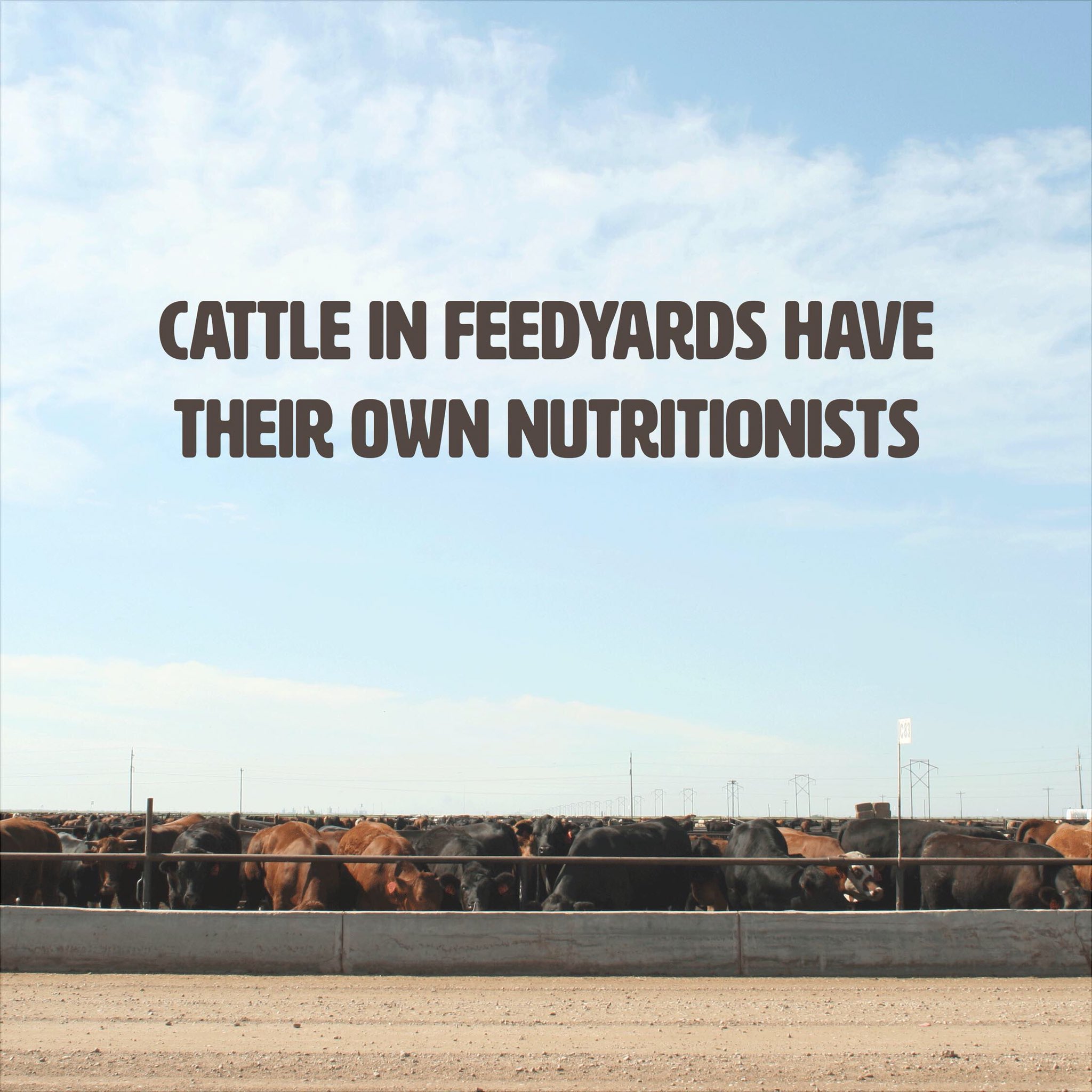 Texas Cattle Feeders Assn On Twitter Wish I Had My Own