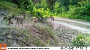protectthewolve's tweet photo. Washington Department of Fish & Wildlife Still allowing tracking Data/ Results in possible wounded wolf - #OpposeWelfareRanchingNotWolves #WolvesInWashington -
This decision to allow Data to be passed out appears flawed. Especially when it ... - https://t.co/Sv4F1WhWEj - https://t.co/f8eWhEcJCt