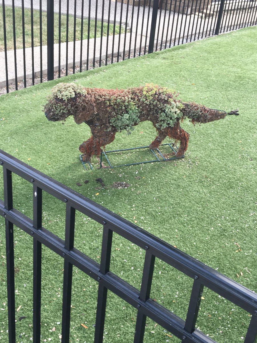 Megan Mccullen On Twitter Shrubbery Dog W Mange