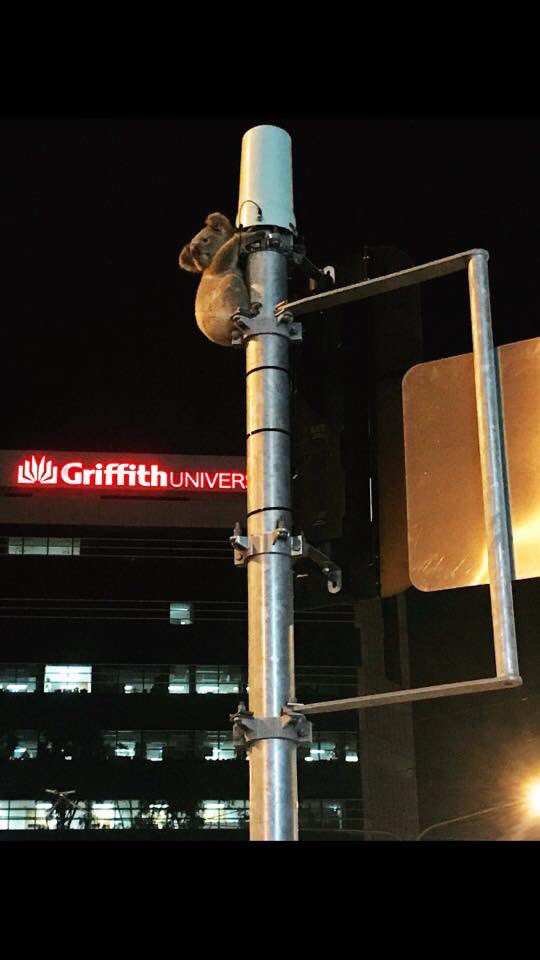 This image, snapped last night on the Gold Coast, reminds us that it’s not just tree-huggers that need trees. 

#habitatfragmentation #globallysignificantclearance #fightextinction 🇦🇺 

📷 @wildcareaustralia