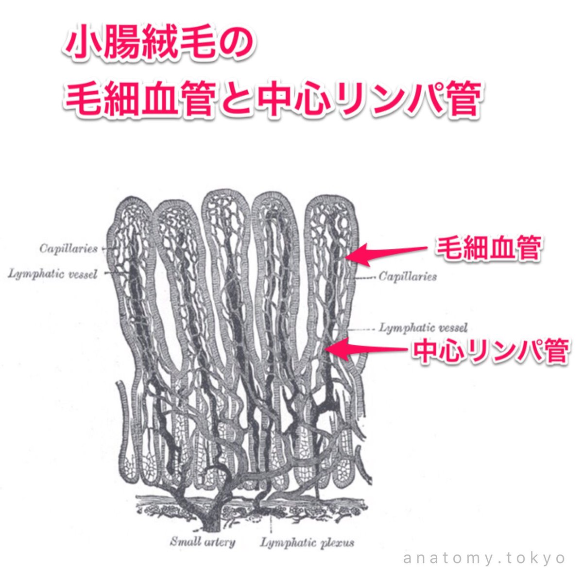 かずひろ先生の 徹底的国試対策 解剖学 בטוויטר 腸絨毛の中軸には が走り 腸から吸収された脂質が運ばれる 解答 中心リンパ管 腸絨毛の中軸には中心リンパ管が走っています 解剖学 消化器系 小腸 中心リンパ管 中心乳糜腔 Central Lacteal