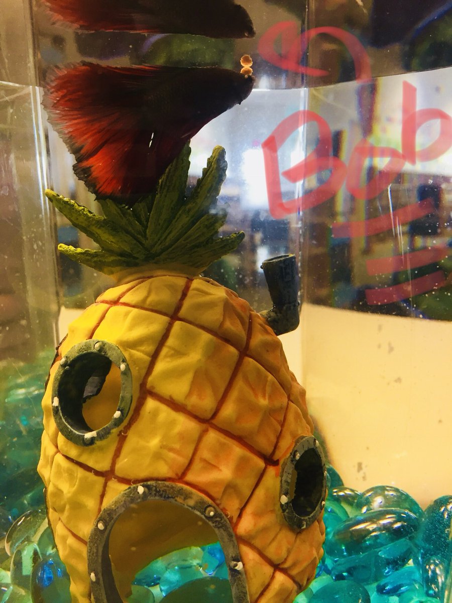weese_kim's tweet photo. Our @TCEpirates Library got a new student today....Welcome Bob the fish!! He’s loving his new home ❤️ 📚 ☠️ #LoveTheLibrary #LauraNamedHim #PineappleHome https://t.co/uWfgVVZcyL