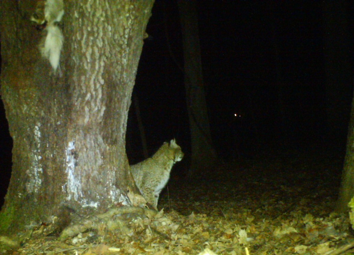 Here kitty kitty
#trailcamology
