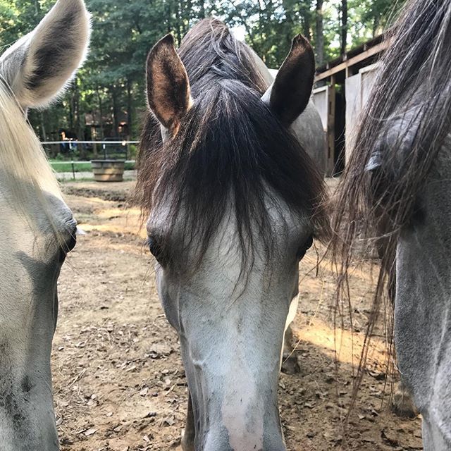 Arabian horse problems. Trying to sit and talk on the phone. Nostrils in my eye. #arabianhorse #egyptianarabian #omelarab bred. ift.tt/2MvvX4z