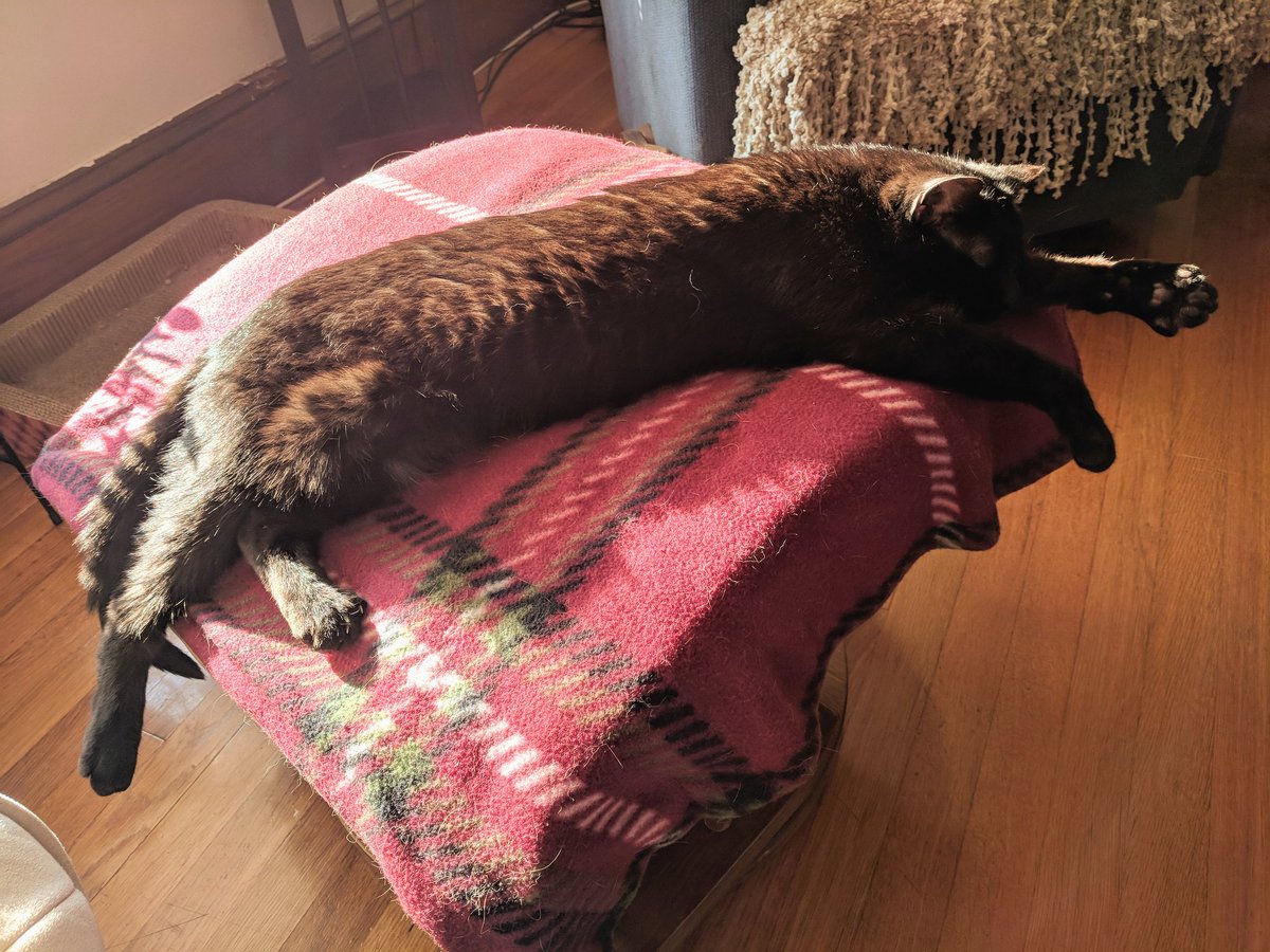 GundamCat13's tweet photo. Quiet Friday afternoon kittens #TexCat #Zuko #catnap https://t.co/hg8K2bgkLc