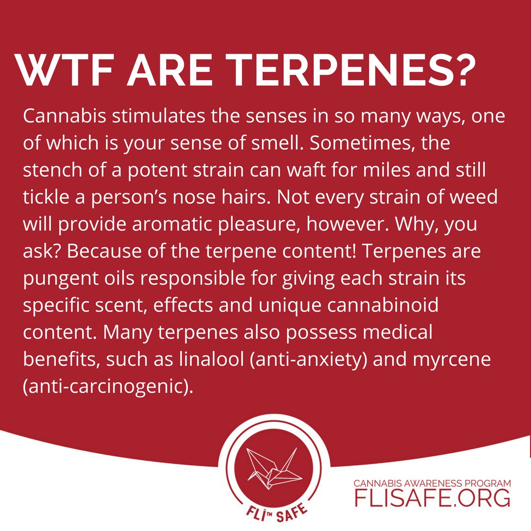 fliproducts's tweet photo. Do you love that fruity smell or something more earthy? Spread your love of knowledge and #cannabis by signing up to be a #FLIsafe ambassador at https://t.co/hyf82HiGgI.  #CannabisCommunity #TheMoreYouKnow #StonerFam https://t.co/jqZhZvxsYP