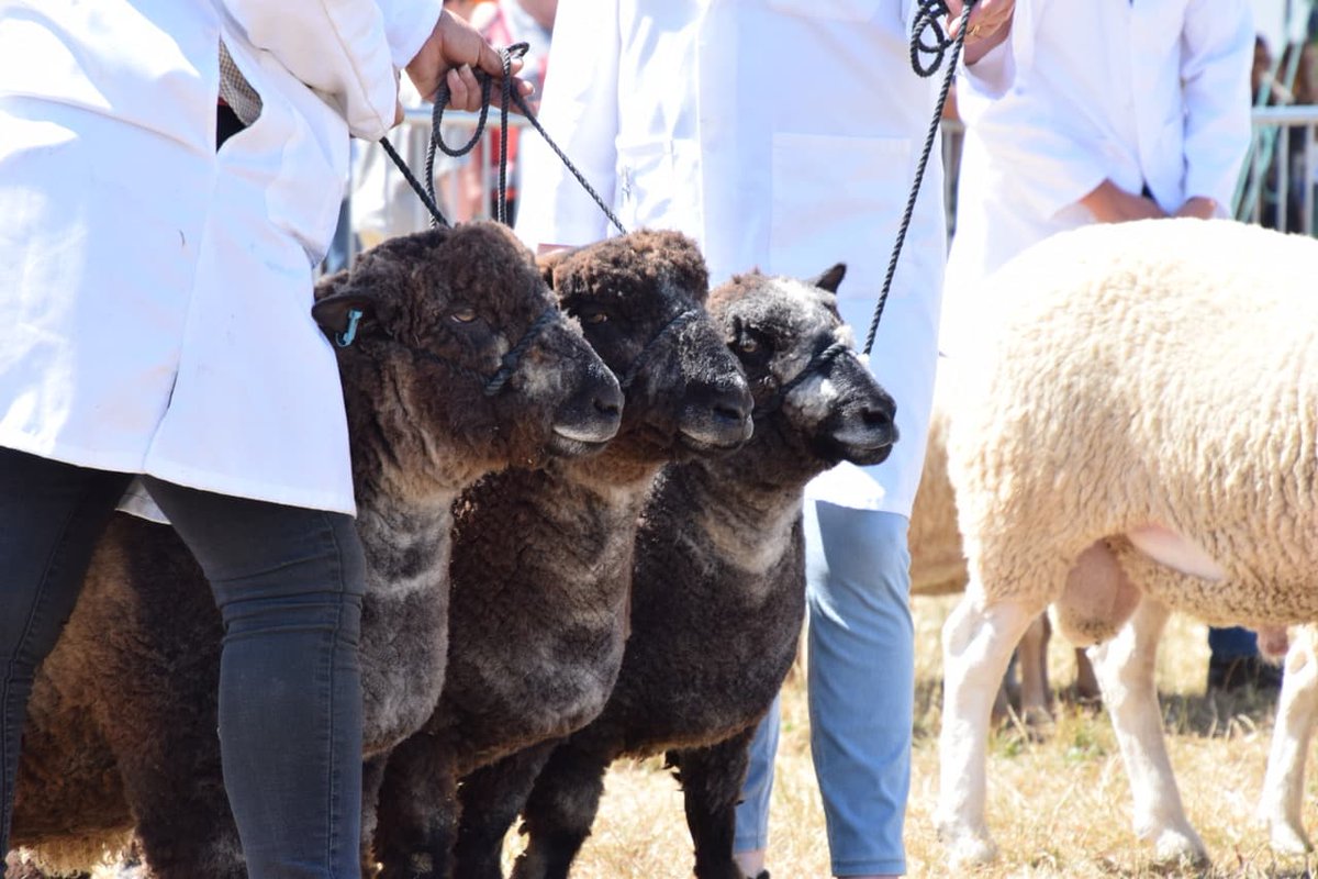 #Smeafieldcolouredryelands 'Group Of Three' who were Interbreed Reserve Champions at #Yeovil Show, special moment. Great to see Coloured Ryelands holding their own in such tough competition.The genetics &amp; future of #ewellery #devon #gizmo #handmade #designerjewellery #wool