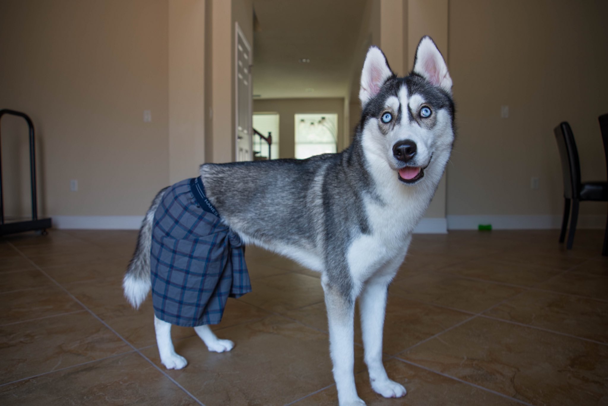 Cr1tikal dog shop